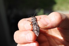 Chalcophora angulicollis