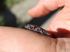 Chalcophora angulicollis