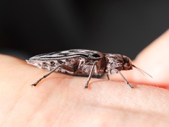Chalcophora angulicollis