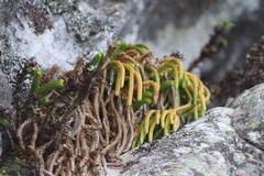 Phlegmariurus gnidioides