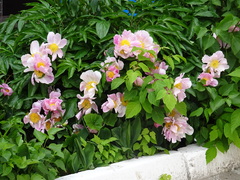 Acer negundo