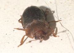 Epuraea rufa
