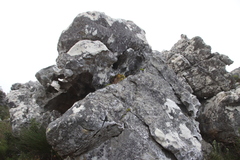 Phlegmariurus gnidioides