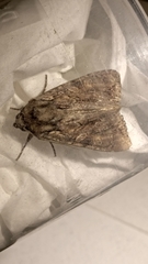Apamea monoglypha