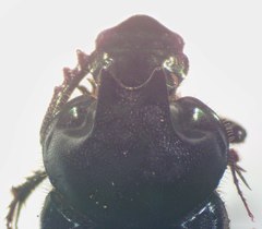 Onthophagus championi