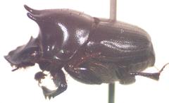 Onthophagus championi