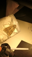 Apamea monoglypha