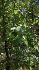 Platanus rzedowskii