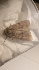 Apamea monoglypha