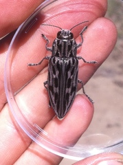 Chalcophora angulicollis