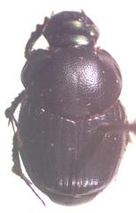 Onthophagus championi