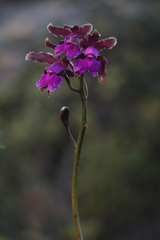 Cattleya elongata