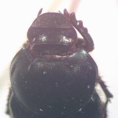 Onthophagus championi