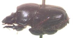 Onthophagus championi