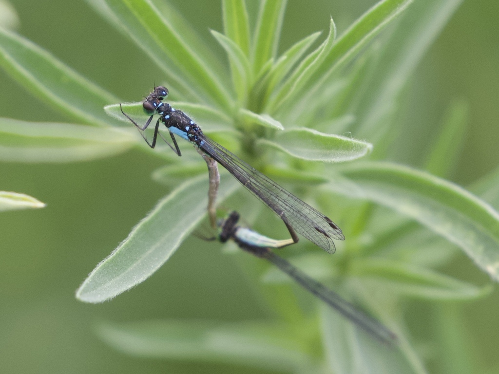 Pacific Forktail