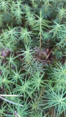 Polytrichum commune