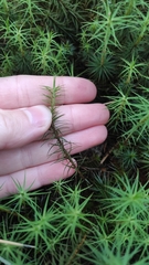 Polytrichum commune