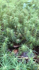 Polytrichum commune