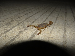 Centruroides infamatus