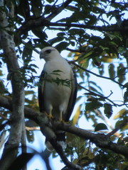 Pseudastur albicollis