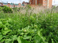 Arctium tomentosum