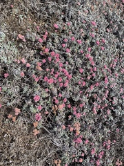 Eriogonum grande rubescens