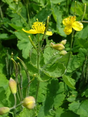 Chelidonium majus