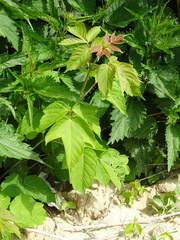 Acer negundo