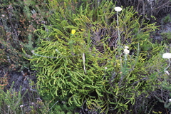 Lachnaea grandiflora