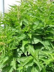 Urtica dioica