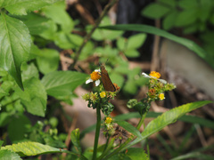 Caltoris cahira austeni