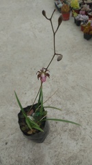 Encyclia acapulcensis