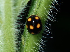 Brachiacantha ursina