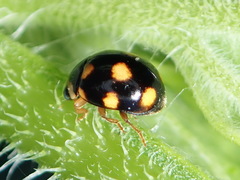 Brachiacantha ursina