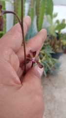 Encyclia acapulcensis