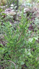 Calluna vulgaris