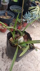 Encyclia acapulcensis