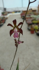 Encyclia acapulcensis