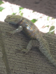 Sceloporus magister