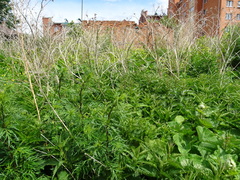 Artemisia vulgaris