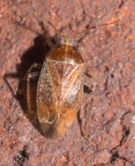 Agnocoris