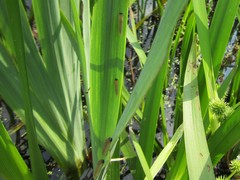 Rhadinoceraea micans