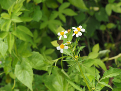 Jamides bochus formosanus