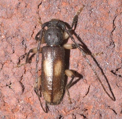 Tylonotus bimaculatus