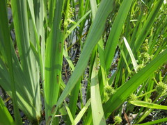 Rhadinoceraea micans