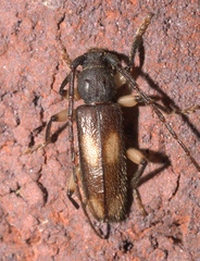 Tylonotus bimaculatus