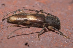 Tylonotus bimaculatus