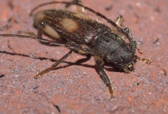 Tylonotus bimaculatus