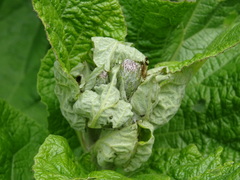 Arctium tomentosum
