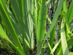 Rhadinoceraea micans